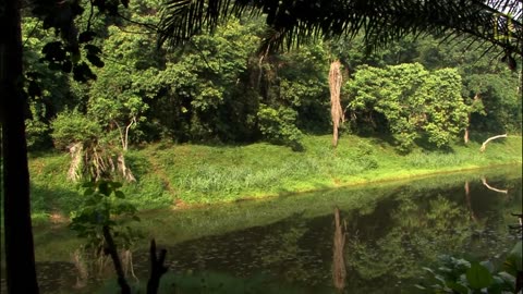 Exploring the Enchanting World of Bonobos: Unveiling Fascinating Facts | National Geographic