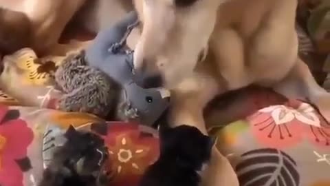 Dog taking care of kittens.