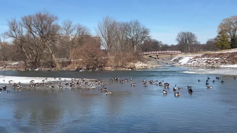 Loud and jubilant Canada Geese on the Humber River
