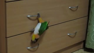 Talented Parrot!