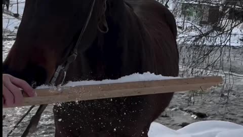 Funny Horse