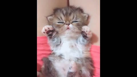 cute cat crying and funny video
