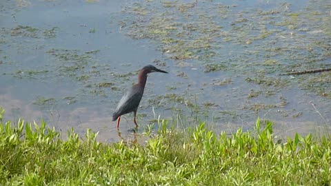 Green Heron Searches For Fish