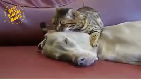 Funny videos of dogs, kittens and other animals 010