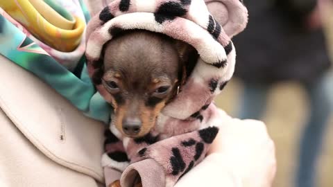 Small Dog in Clothes on Womans Hands