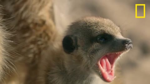 L'affrontement entre un bébé suricate et un cobra du Cap déclenche un assaut