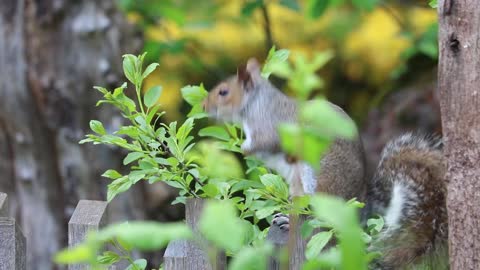 Squirrels jump from branch to branch slow motion