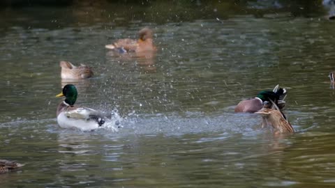 Ducks swim and play in the water