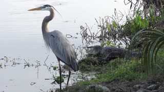 Great blue heron and alligator near lake