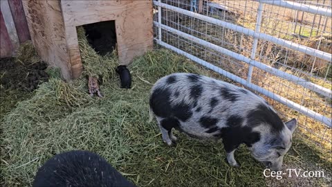 Graham Family Farm: Grandsons See Piglets