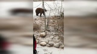 Bear Shuts Itself Inside SUV