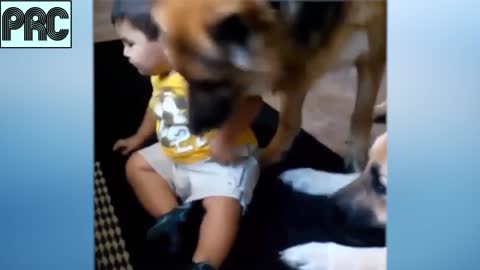 Funny Dog Video Series #7 ♥ Cute Puppy and Baby are playing together