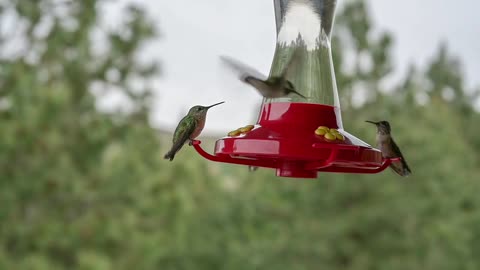 Birds for your lawn