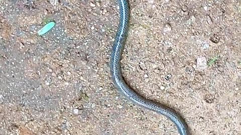 Uropeltis macrolepis,Bombay earth snake.