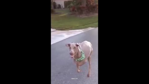 Respect | Dog Lost One Leg