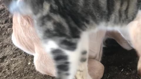 Kitten Adopts Cow Calf