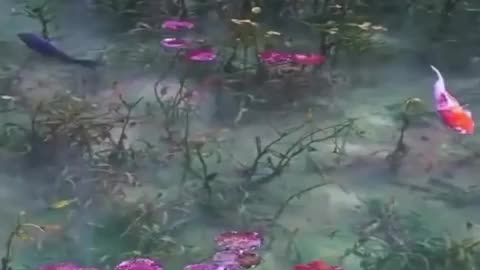Monet's Pond in Japan draws inspiration from the artistic style of Claude Monet #MonetsPond