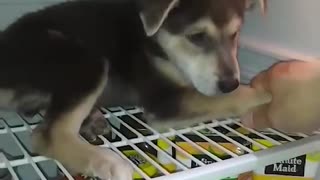 Cute Puppy Keeps Cool