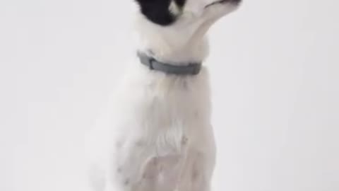 Cute 🐕 dog training video || animal shots video