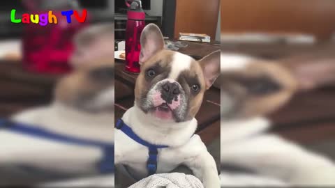 Funny Dogs Talking and Arguing With Their Humans Compilation