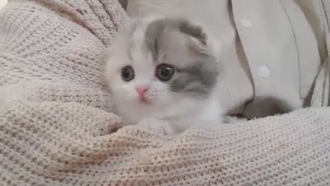 Cute, Adorable , Small Cat