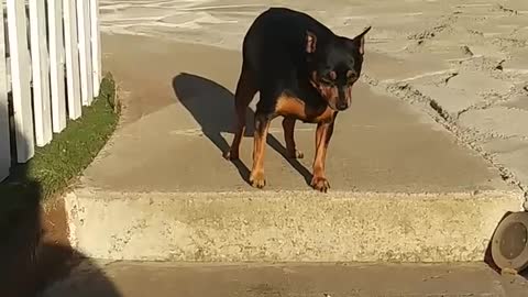 Dog loses his mind after realizing that he was woken up funny