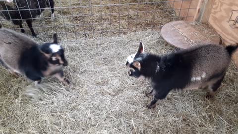 My Goats Head Butting Each Other!