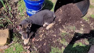 German shepherd pup makes a mess in the potting soil
