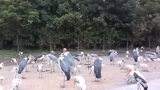 Heron are hunting and eating fish.