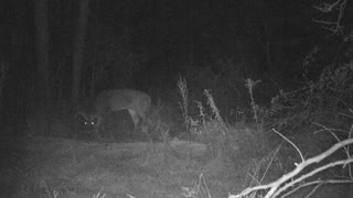 Absolute Monster 10 point PA Buck