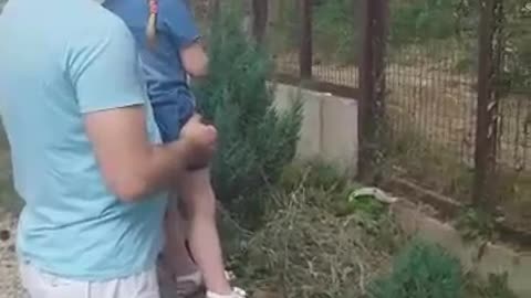 Tiger roars at little girl