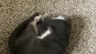 Kitten playtime
