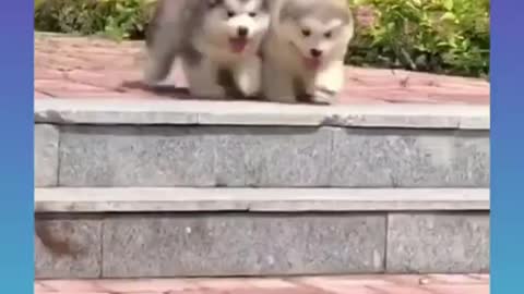 Cute dog video #shorts Babby CupCake viral dogs