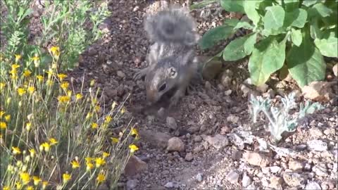 Baby Squirrels playing with, eating from, and loving their human friends!
