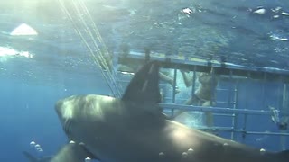 Shark encounter in Hawaii