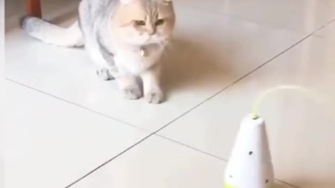 Funny Cat Finally Revealed