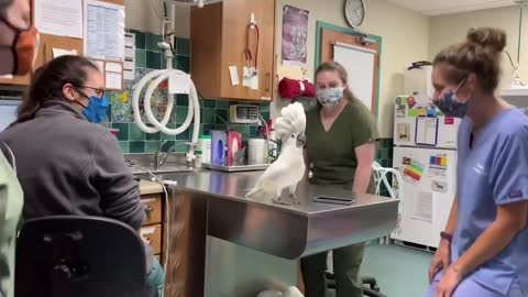 Cute White Parrot Socializing With Vet Hospital Staff