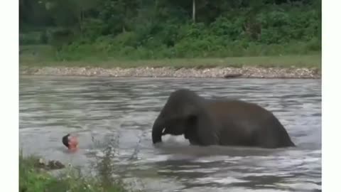 Baby elephant save human