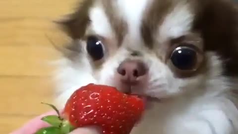 Dogs and strawberries
