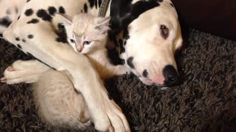 Sleepy Dalmatian cuddles with inquisitive kitten