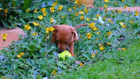 cute brown puppy playing a tenis ball with a person on a flower bed in the word