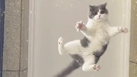 Cat jumping video