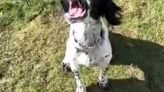 Doggo catches treat