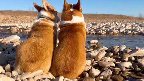 Two Kogi dogs are by the river. What happened