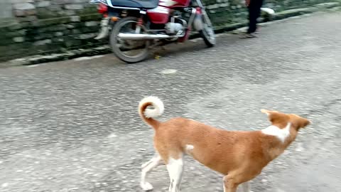 Little Dog Eating A Drinks Can..🤣🤣🤣