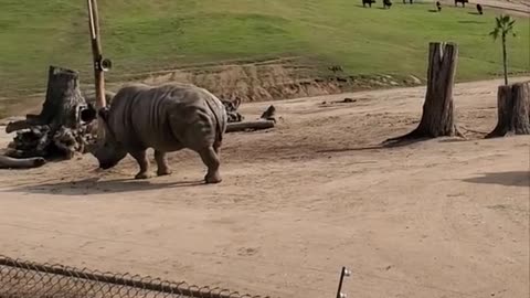 Rhino Eating Lunch