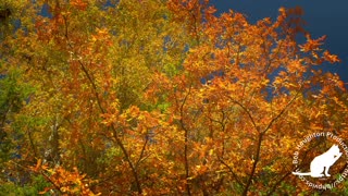 Fall Colors - Composite - 20231206