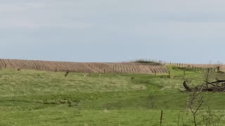 Five Deer Jump Two Fences