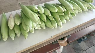 Corn Harvest