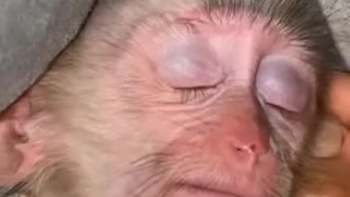 Baby monkey fight sleep